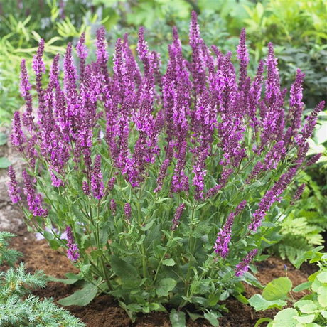Salvie – planta miraculoasa pentru gradina