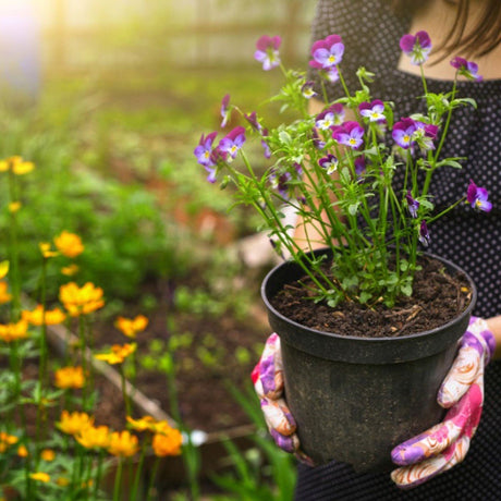Te intrebi daca este sigur sa plantezi vara? - VERDENA