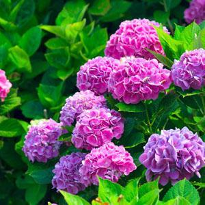 Хортензии | VERDENA