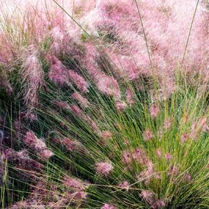 Декоративна трева | VERDENA