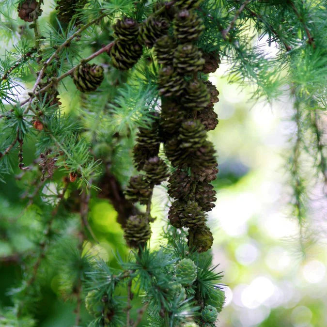 Larice/Zada (Larix) kaempferi, conifer autohton, rezistent, crestere rapida
