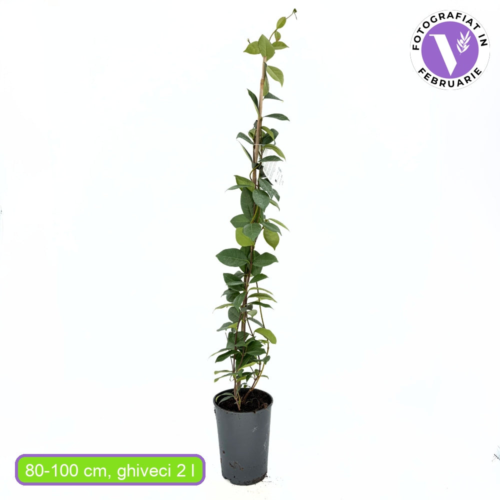 Бяла жасминова звезда (Trachelospermum Jasminoides), катерлива, ароматна, вечнозелена