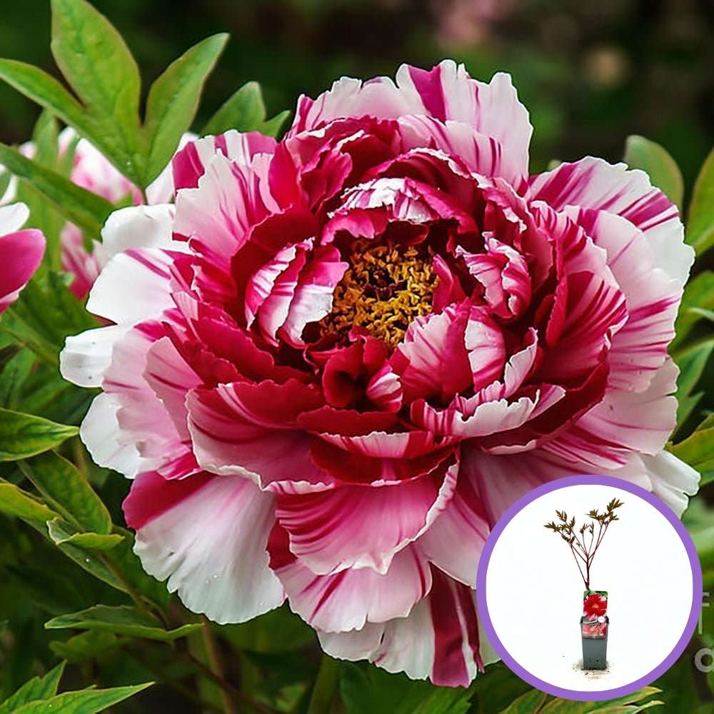 Божур дърво двуцветен (Paeonia suffruticosa) – розово и бяло, зашеметяващ цъфтеж и деликатен аромат