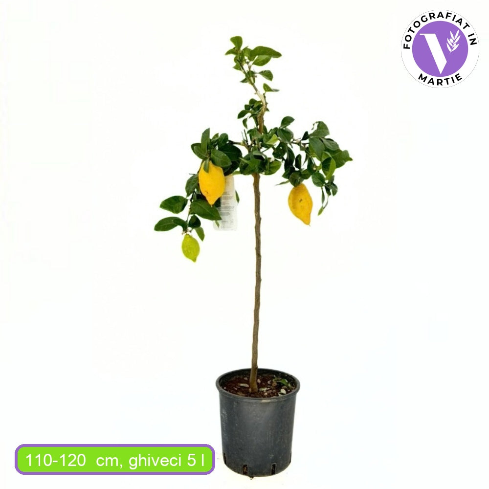 Лимон (Citrus limon) 110–120 см – декоративно овощно дърво, автофертилно, жълти ароматни плодове