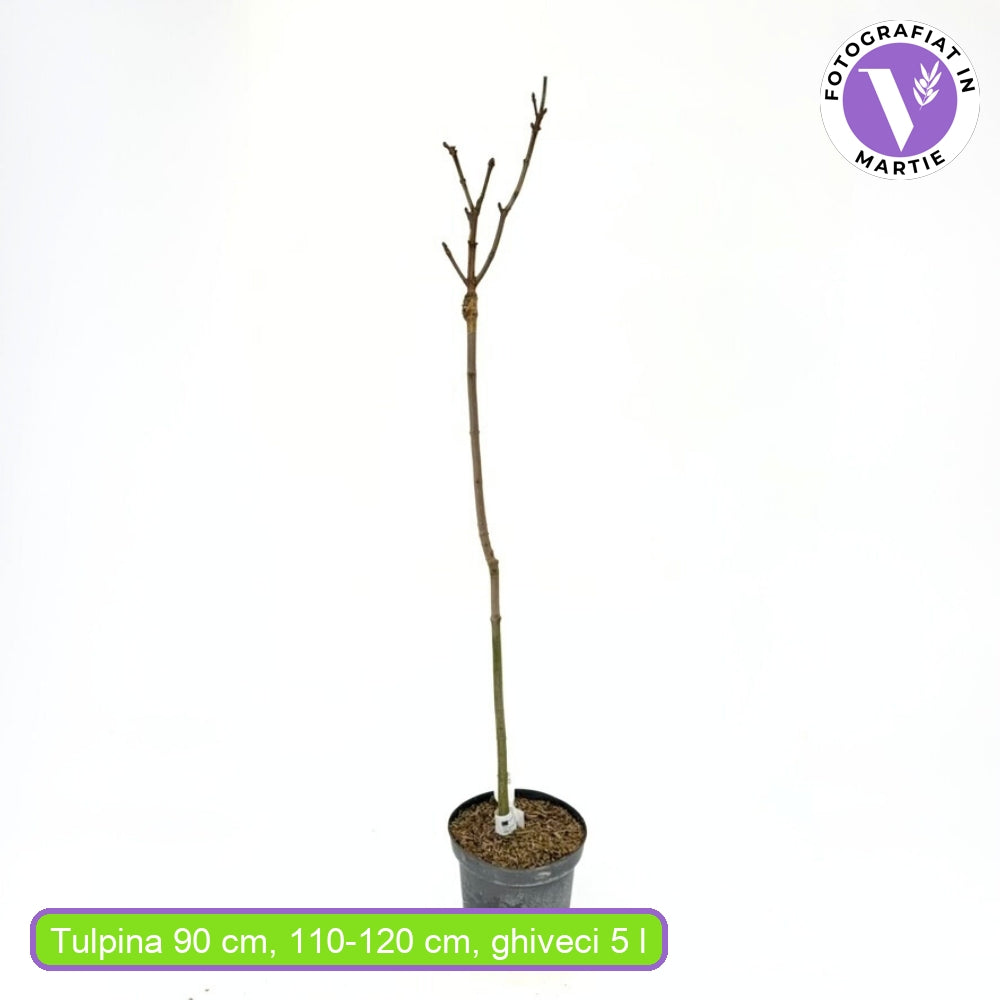 Норвежки глобуларен клен (Acer Platanoides Globosum)