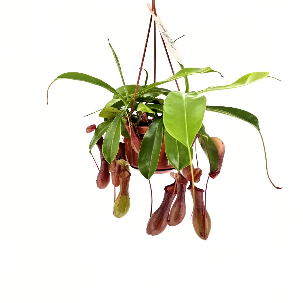 Хищно растение Nepenthes Alata 'Monkey Jars' – екзотична тропическа стайна красавица – 30-40 см