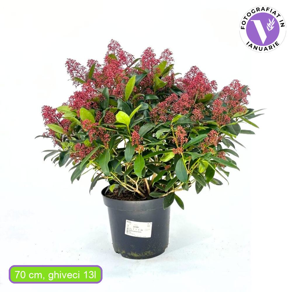 Liliac Japonez (Skimmia Perosa), arbust vesnic verde, flori parfumate si fructe decorative