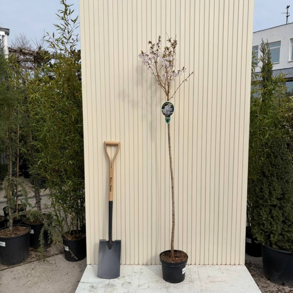 Японска декоративна череша Prunus nipponica 'Brilliant' – компактна сакура с бяло-розов цвят