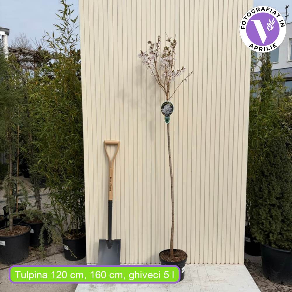 Японска декоративна череша Prunus nipponica 'Brilliant' – компактна сакура с бяло-розов цвят