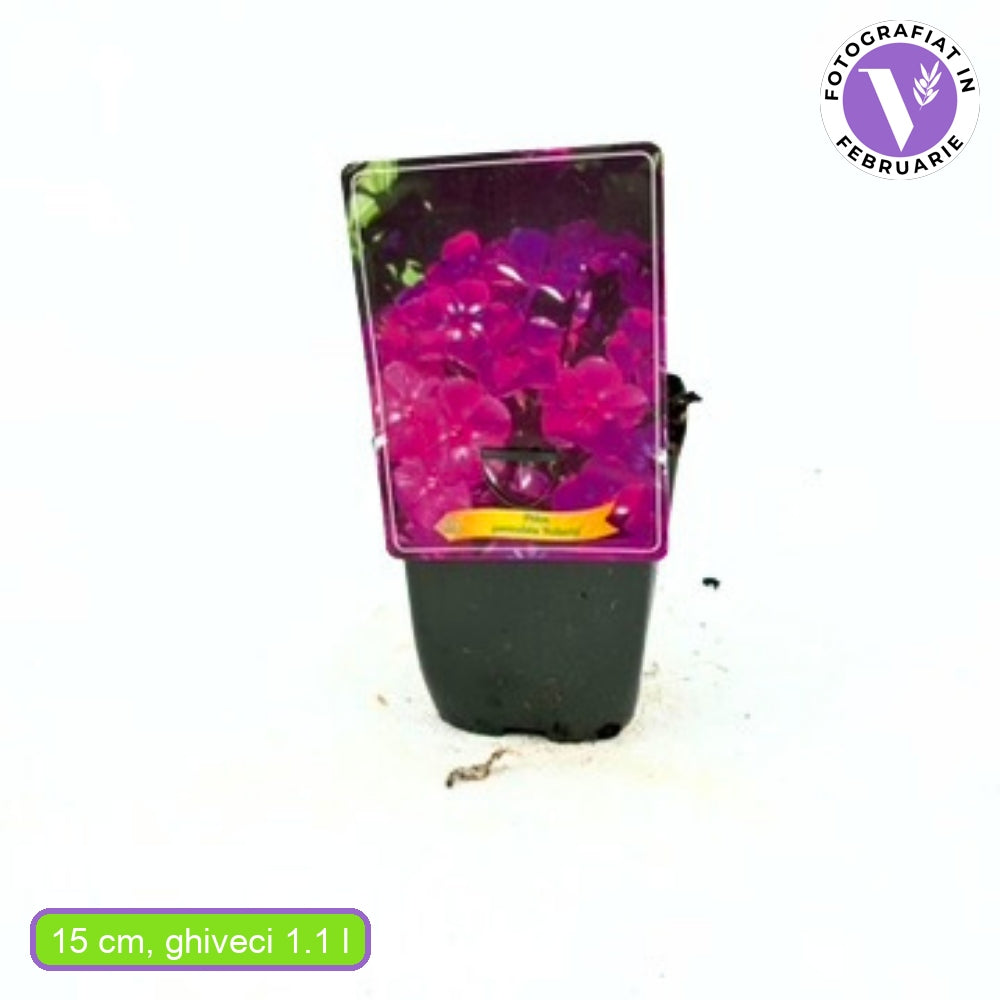 Флокс Phlox paniculata 'Roberta' – ароматен лилаво-пурпурен многогодишен флокс