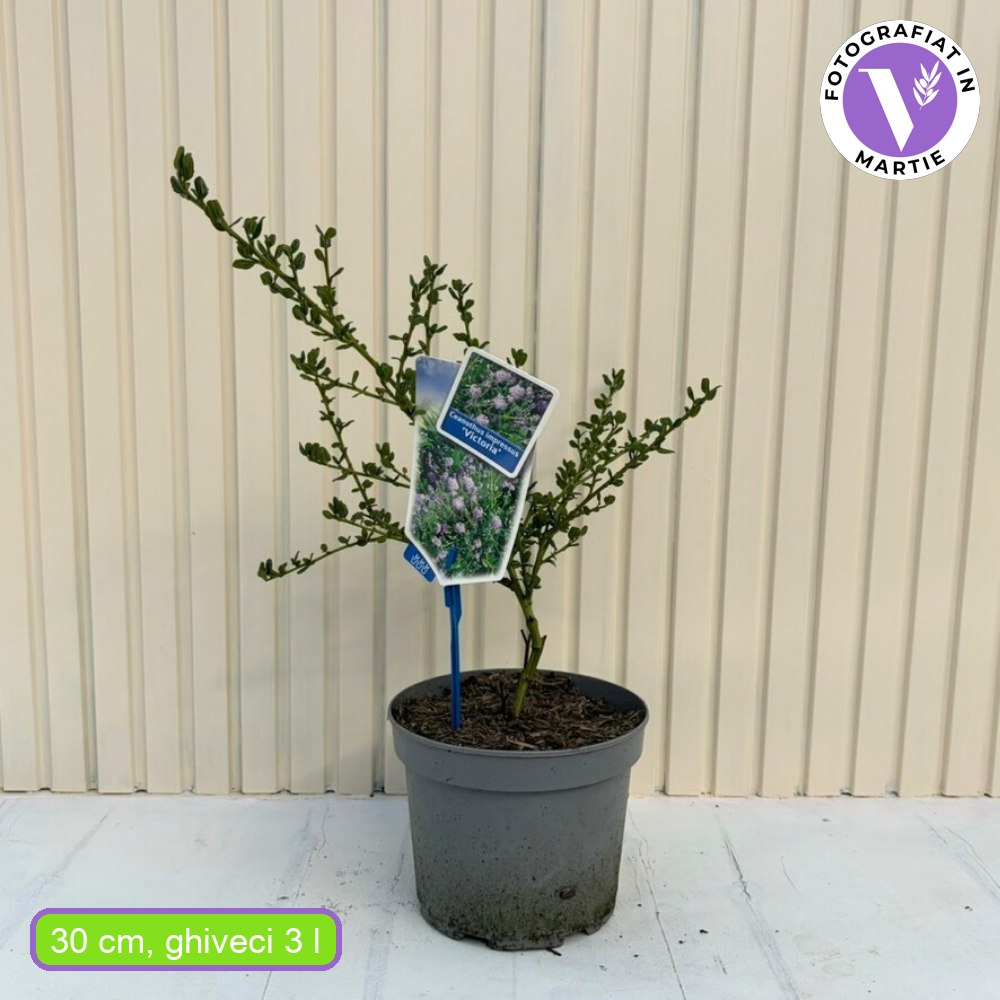 Калифорнийски люляк Victoria (Ceanothus impressus) – вечнозелен храст със сини цветове