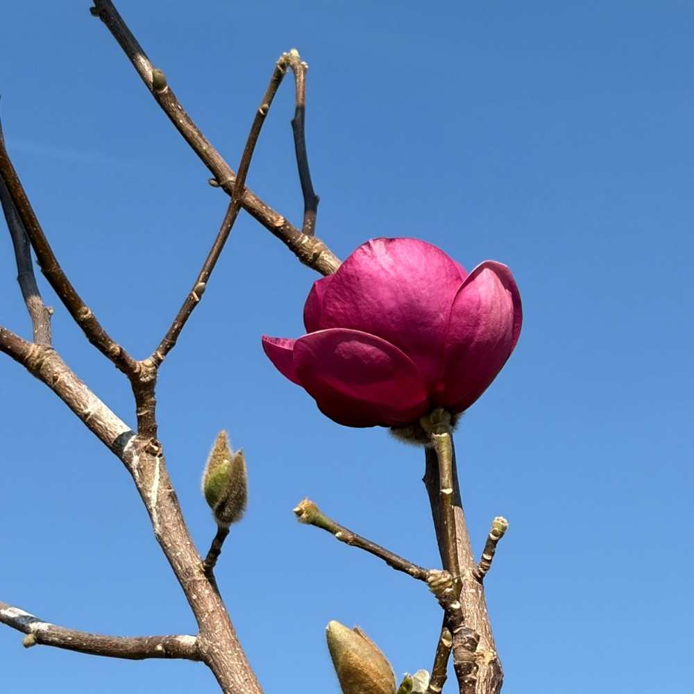 Магнолия Black Tulip, тъмновиолетови цветове като лале, много рядък сорт