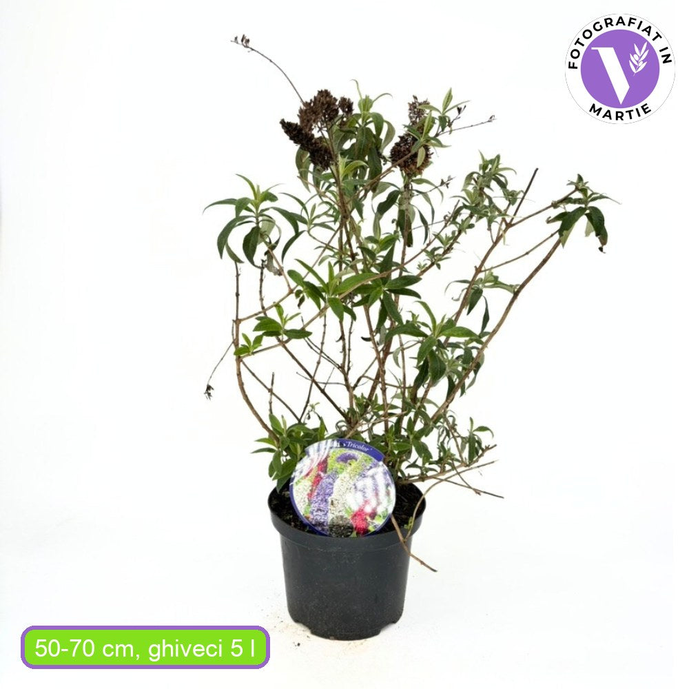 Лятен люляк триколор (Buddleja), с ароматни цветове в три различни цвята – бяло, розово и виолетово, растение за пеперуди, за градина или саксия