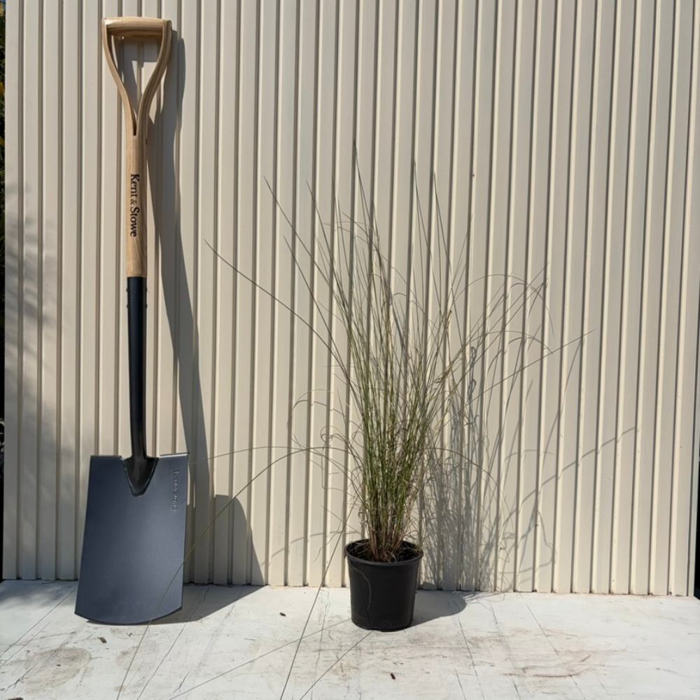 Декоративна трева розово-пурпурна Texas (Muhlenbergia Capillaris)