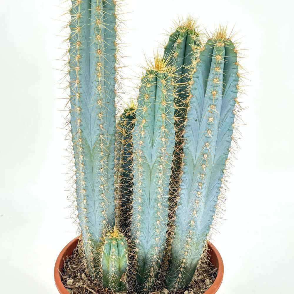 Кактус Pilosocereus Azureus 'Blue Torch' – колонен син кактус с бяло-жълтеникави цветове, 40 см