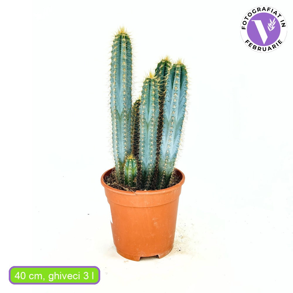 Кактус Pilosocereus Azureus 'Blue Torch' – колонен син кактус с бяло-жълтеникави цветове, 40 см