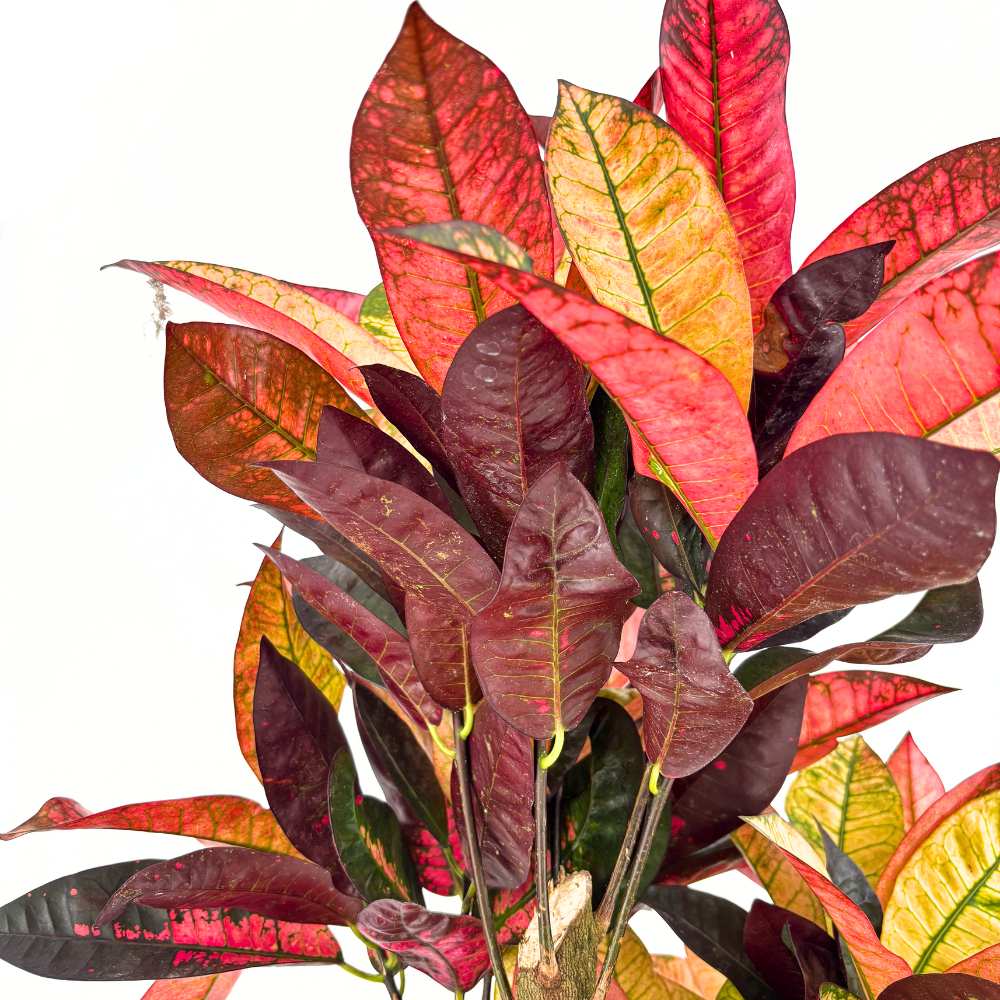 Кротон Codiaeum variegatum 'Mrs. Iceton' – екзотично стайно растение с многоцветни листа, 130–140 см