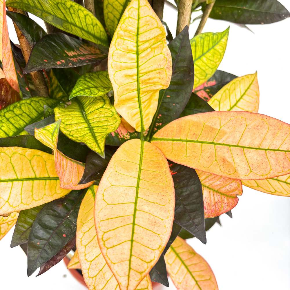 Кротон Codiaeum variegatum 'Mrs. Iceton' – екзотично стайно растение с многоцветни листа, 130–140 см