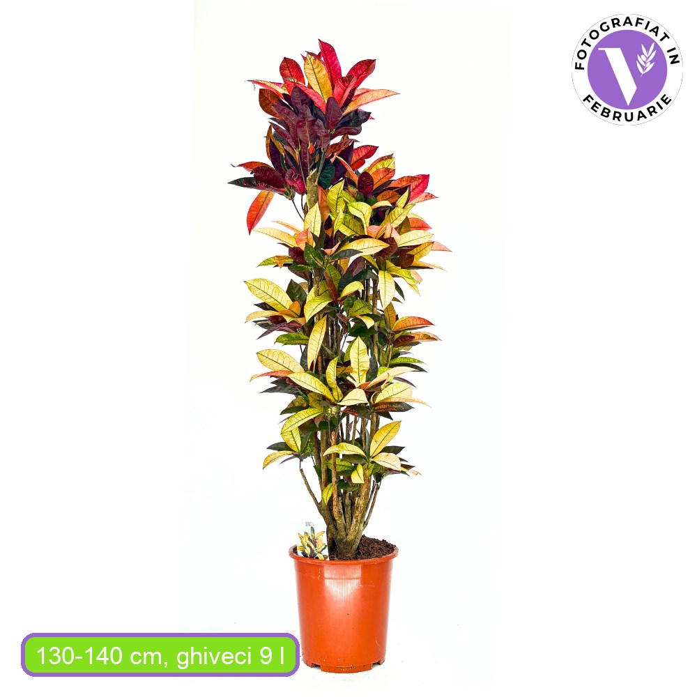 Кротон Codiaeum variegatum 'Mrs. Iceton' – екзотично стайно растение с многоцветни листа, 130–140 см