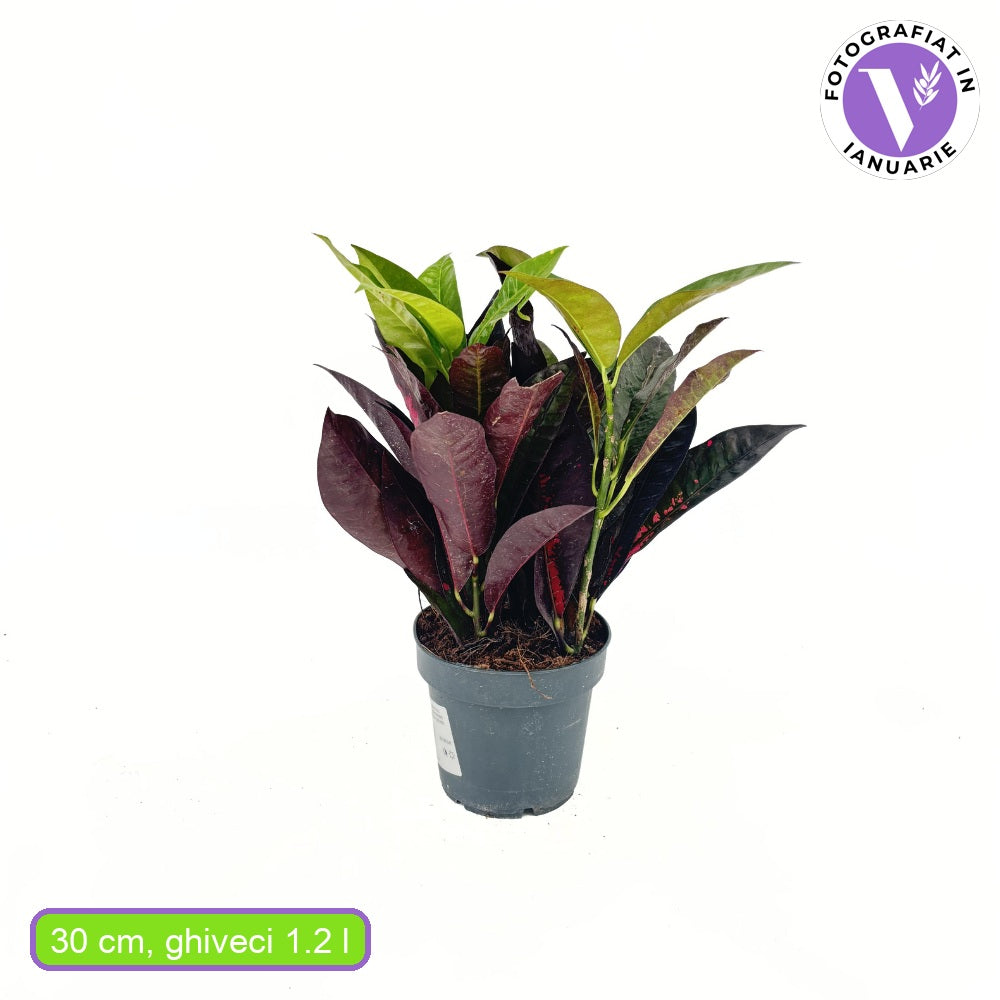 Кротон Codiaeum variegatum 'Mrs. Iceton' – екзотично стайно растение с многоцветни листа, 30 см