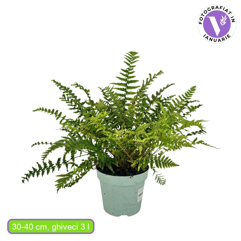 Мъжка папрат (Dryopteris Affinis)