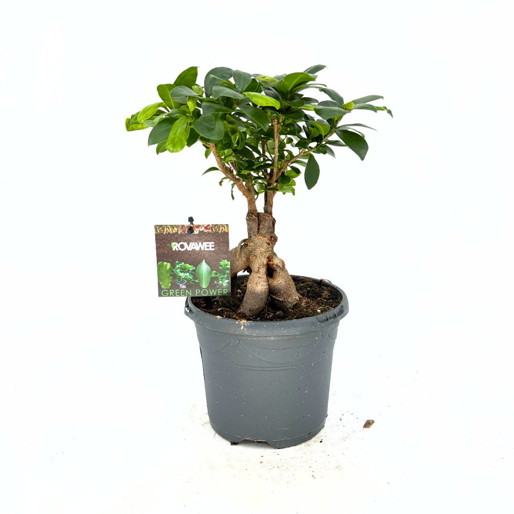 Фикус Bonsai Ginseng, 30 см, с дебели корени, стайно растение, пречиства въздуха