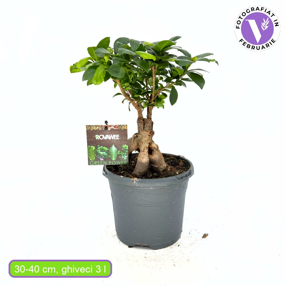 Фикус Bonsai Ginseng, 30 см, с дебели корени, стайно растение, пречиства въздуха
