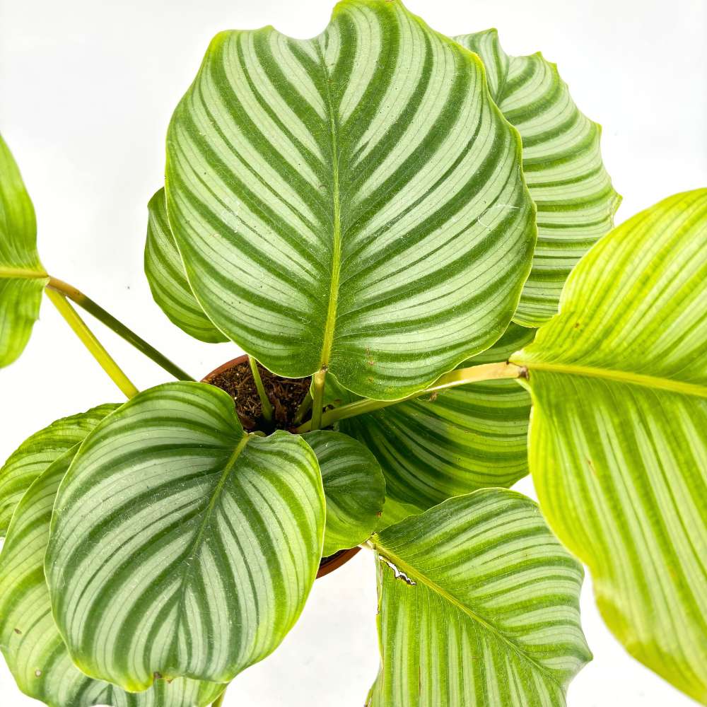 Калатея Orbifolia – едролистна тропическа стайна красавица със сребристи ивици, 75 см