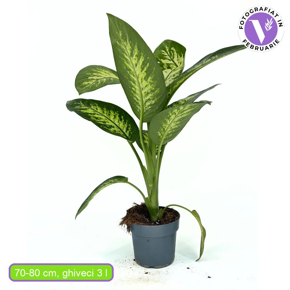 Диффенбахия Tropical Snow – тропическо растение с бели петна, 70–80 см
