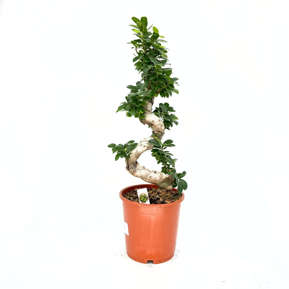 Фикус Bonsai Ginseng спираловидна форма, 80 см, декоративен бонсай, стайно растение, пречиства въздуха
