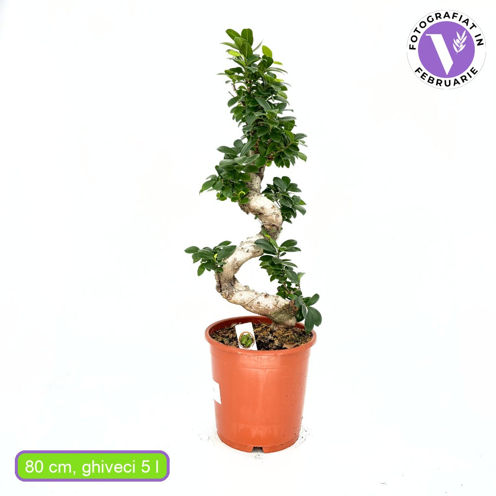 Фикус Bonsai Ginseng спираловидна форма, 80 см, декоративен бонсай, стайно растение, пречиства въздуха