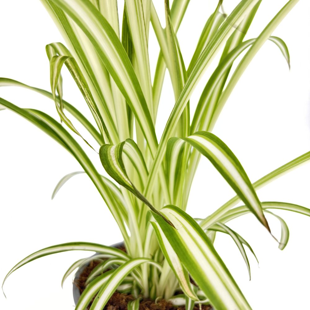 Паяжинно растение (Chlorophytum comosum) Variegatum, 40 см – дълги дъговидни листа в зелено и бяло