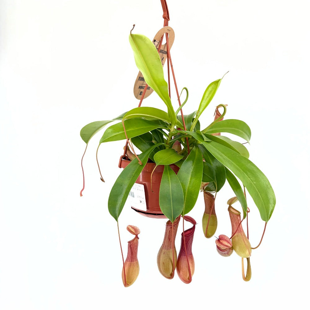Хищно растение (Nepenthes) Alata Monkey Jars, 20 см