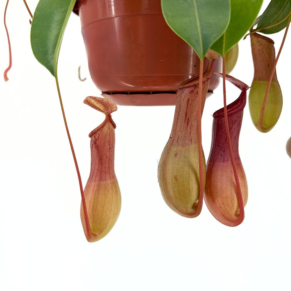 Хищно растение (Nepenthes) Alata Monkey Jars, 20 см