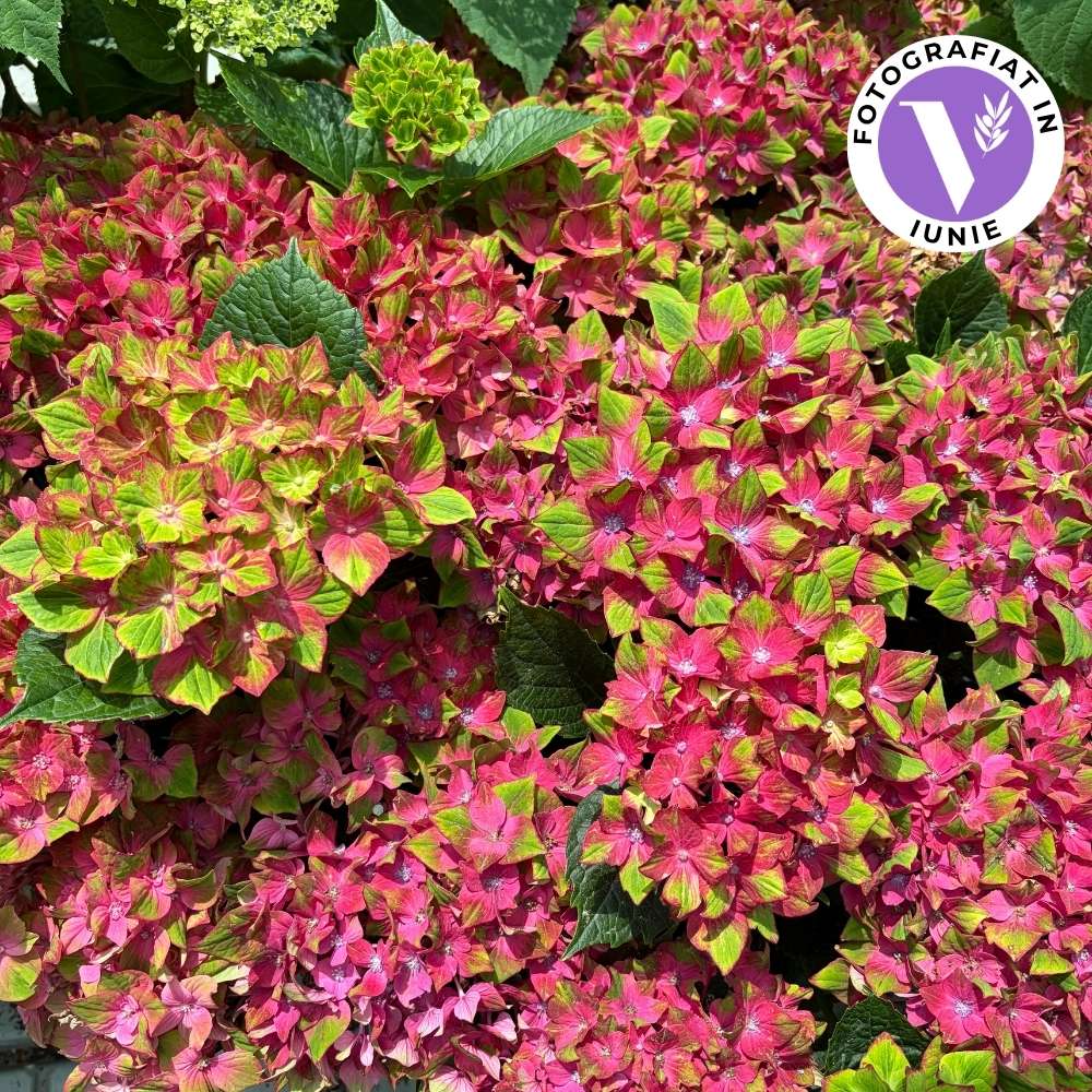 Хортензия macrophylla Lady 'Mata Hari' – розова – пищен цъфтеж юни–септември