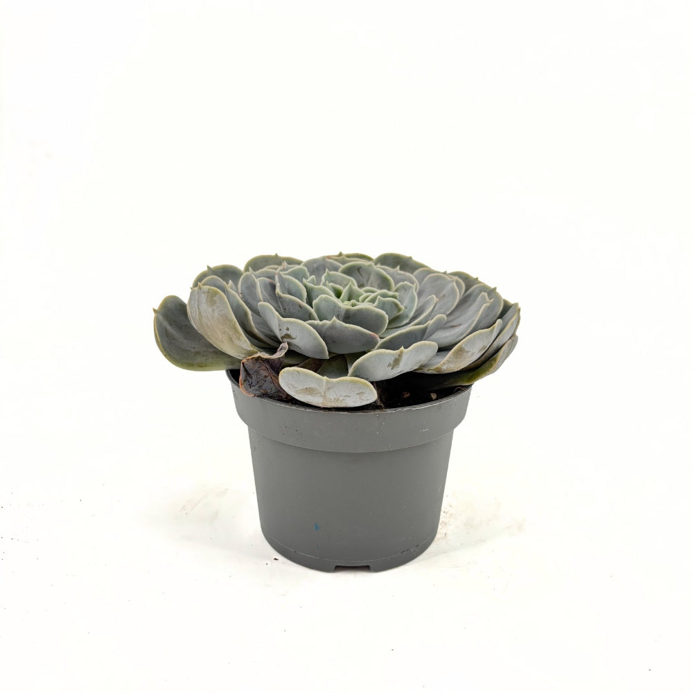Сукулент (Echeveria) Pollux – сребриста розетка, 10–15 см