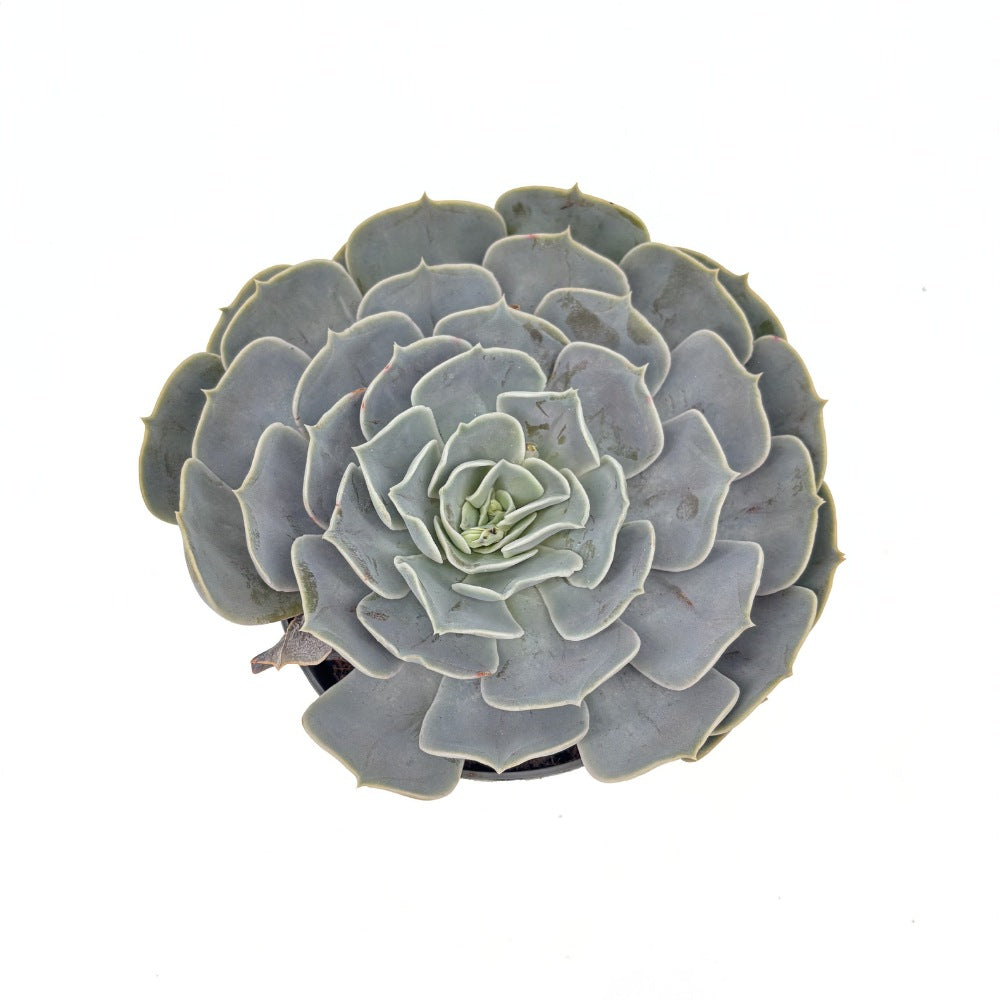 Сукулент (Echeveria) Pollux – сребриста розетка, 10–15 см