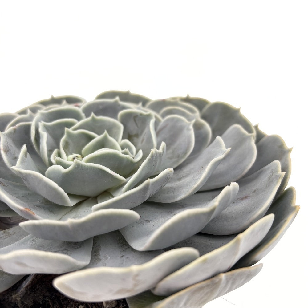 Сукулент (Echeveria) Pollux – сребриста розетка, 10–15 см