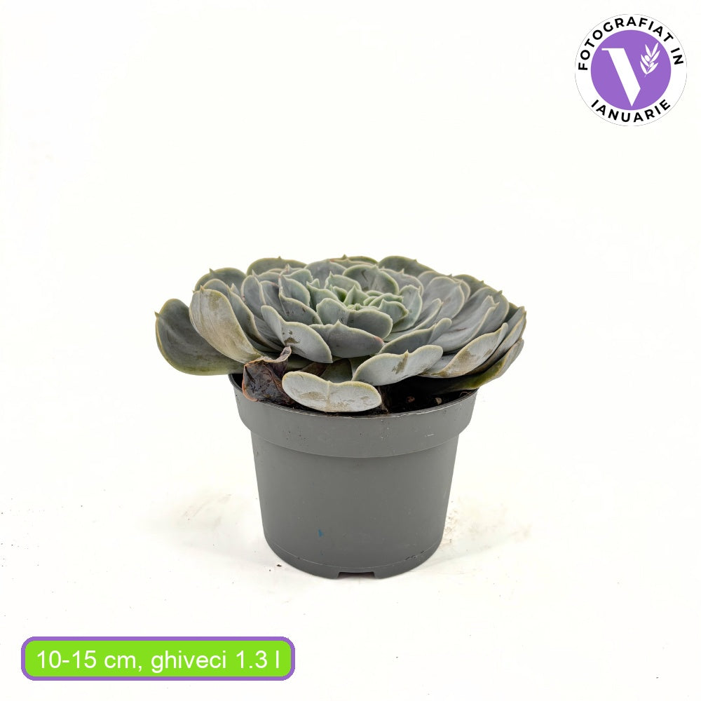 Сукулент (Echeveria) Pollux – сребриста розетка, 10–15 см