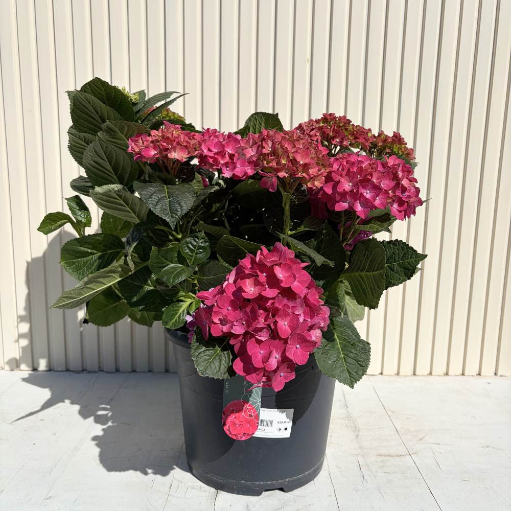 Хортензия с ярко червени цветове – Hydrangea macrophylla