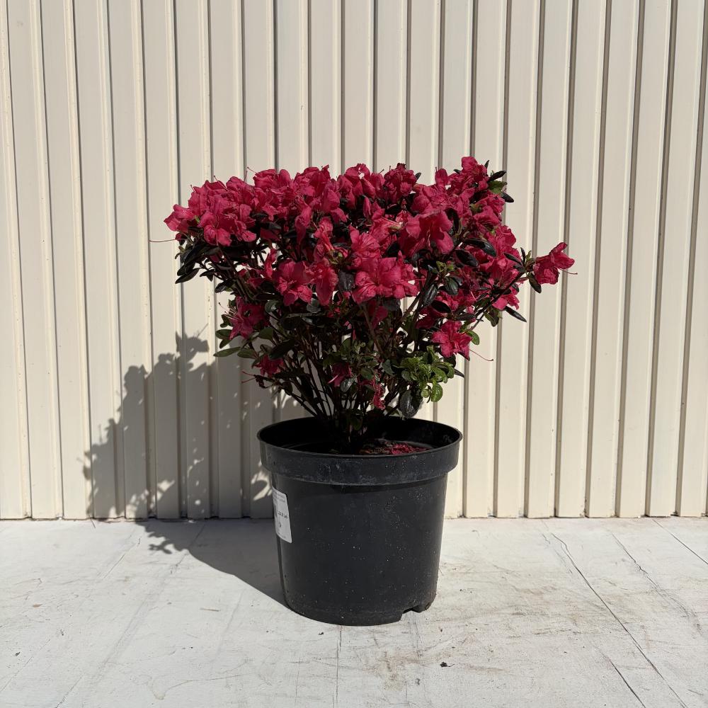 Азалия Японска (Rhododendron) 'Maruschka' – рубиненочервени цветове, вечнозелен храст