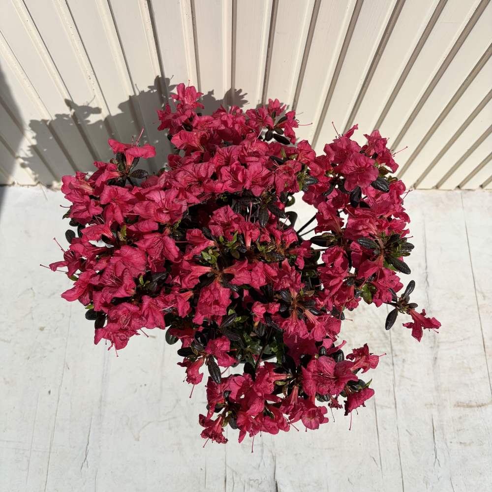 Азалия Японска (Rhododendron) 'Maruschka' – рубиненочервени цветове, вечнозелен храст
