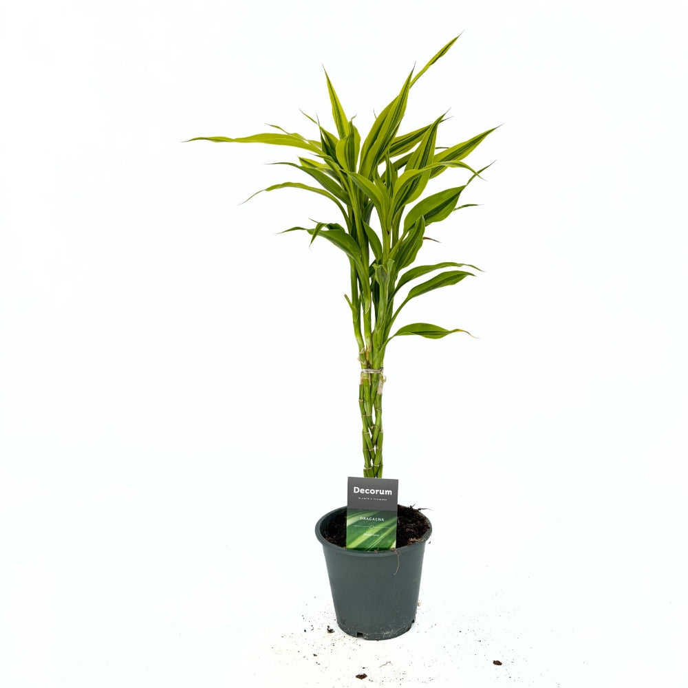 Дракена Lemon Lime – 3 сплетени стъбла, 50 см, Lucky Bamboo
