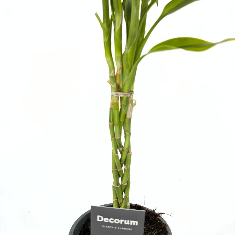 Дракена Lemon Lime – 3 сплетени стъбла, 50 см, Lucky Bamboo