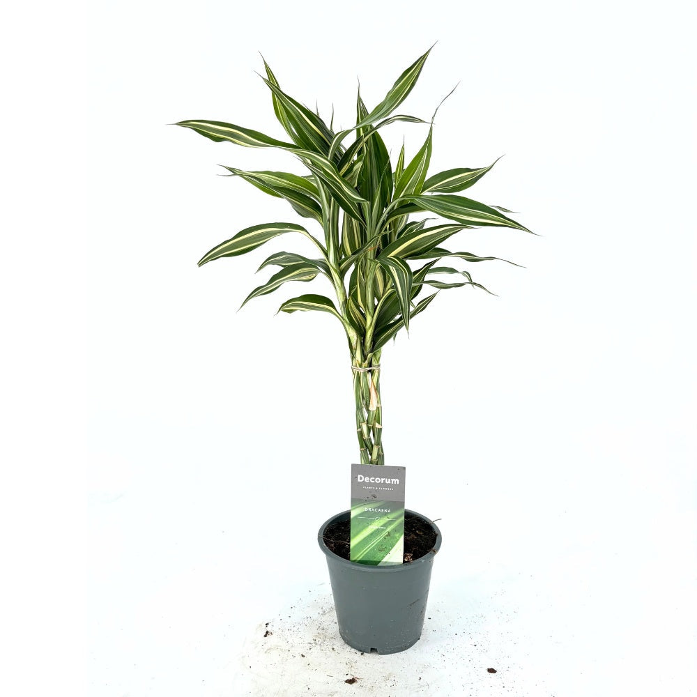 Драцена 'Cintho' – 3 сплетени стъбла, 50 см | Lucky Bamboo