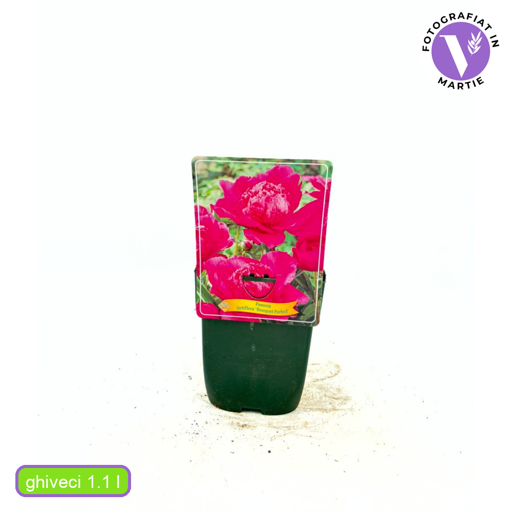 Божур 'Bouquet Perfect' – едроцветен многогодишник с розови цветове