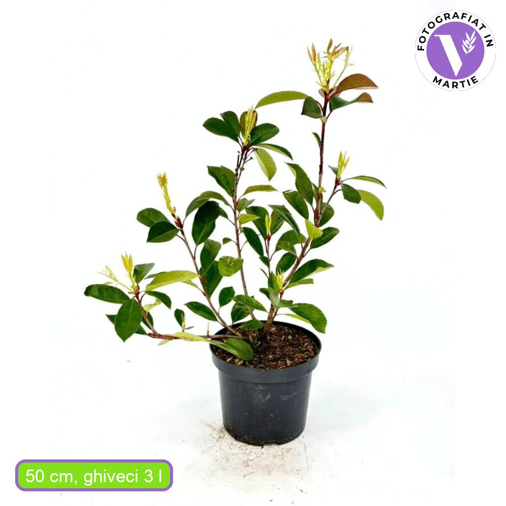 Фотиния Red Robin, вечнозелен червен жив плет, устойчив на студ и суша