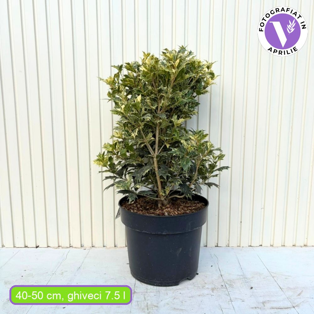 Османтус Osmanthus heterophyllus 'Tricolor Goshiki' – вечнозелен храст с триколорна листна украса