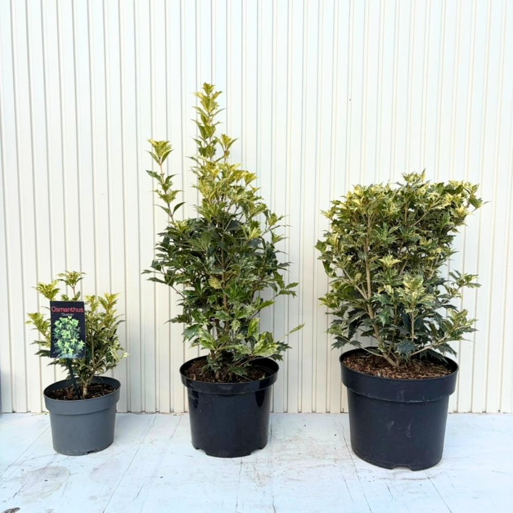 Османтус Osmanthus heterophyllus 'Tricolor Goshiki' – вечнозелен храст с триколорна листна украса