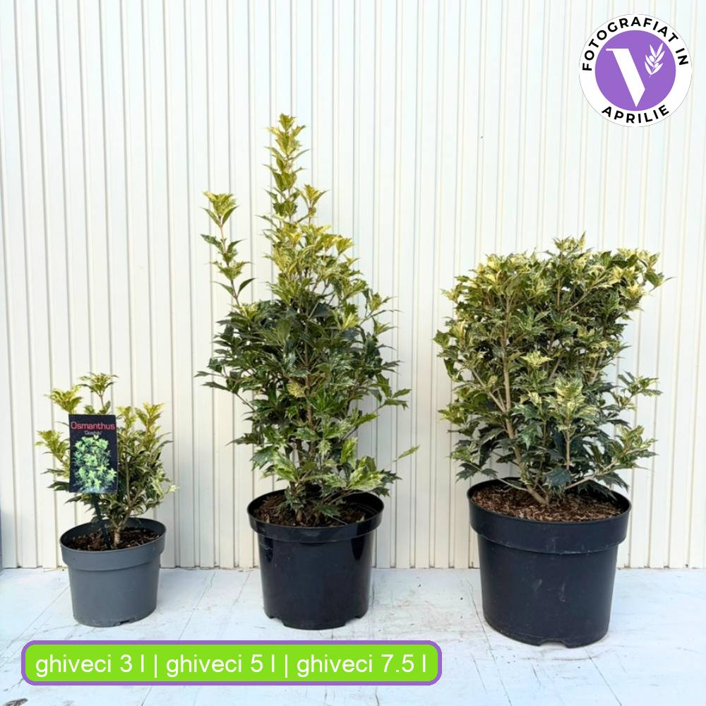 Османтус Osmanthus heterophyllus 'Tricolor Goshiki' – вечнозелен храст с триколорна листна украса